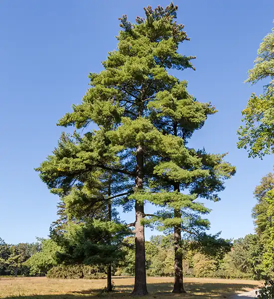 Eastern White Pine Tree
